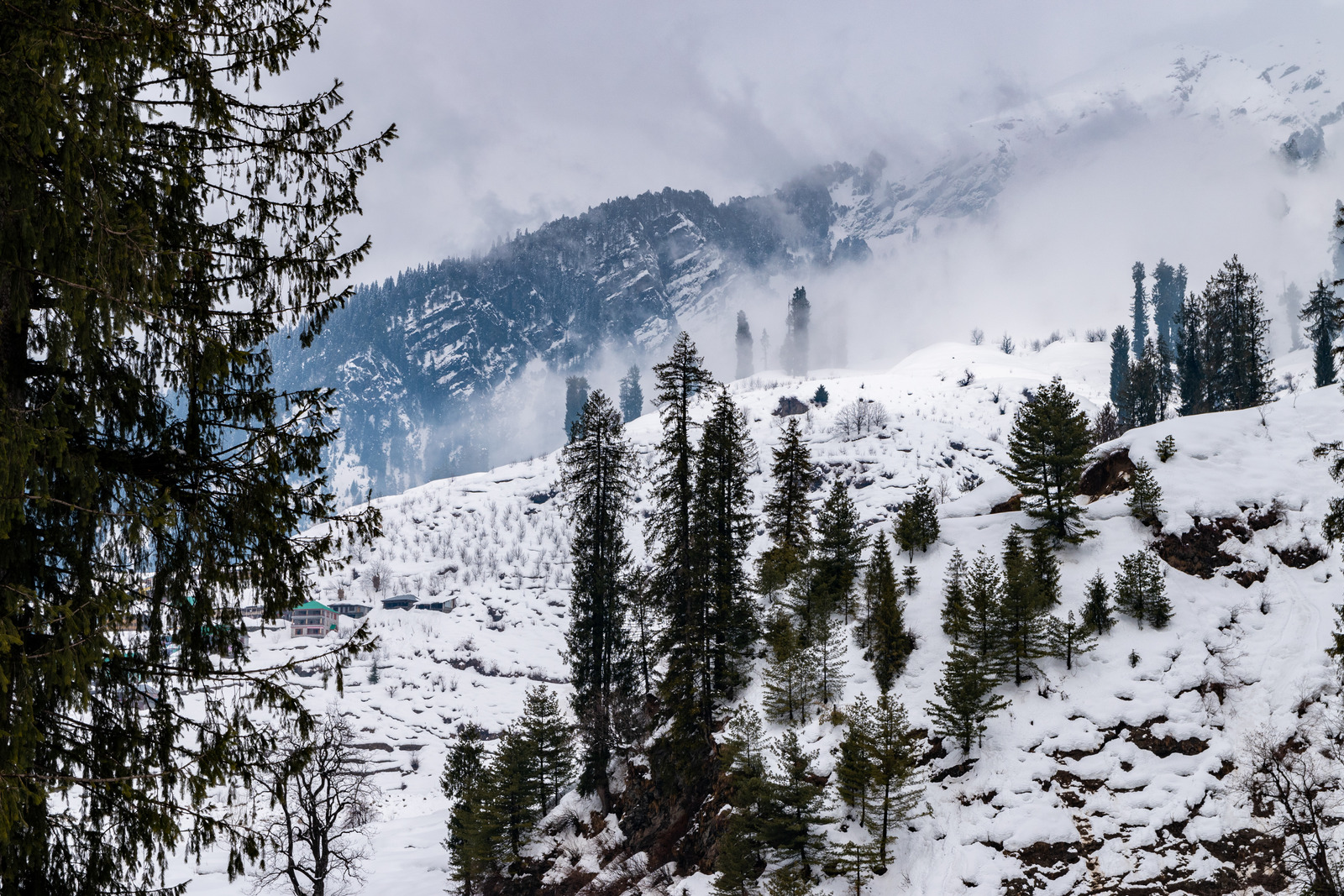 Pine Trees On Snow Covered Mountain In Himachal Pradesh